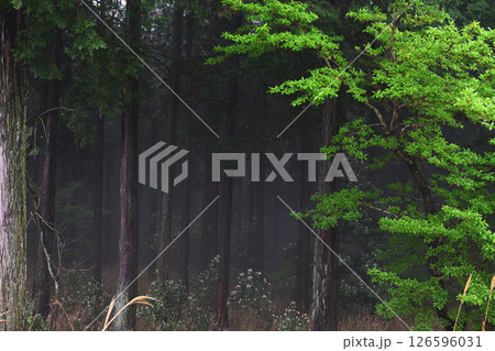 霧が出る深い森の風景 霧が出る深い森の風景 126596031