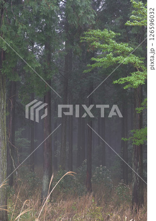 霧と綺麗な森の風景 霧と綺麗な森の風景 126596032