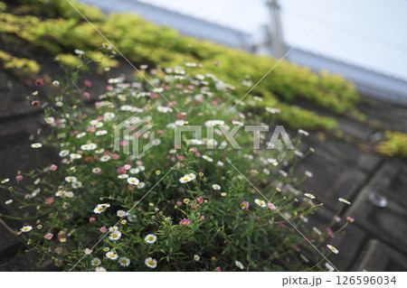 見上げる可愛いハルジオン 126596034