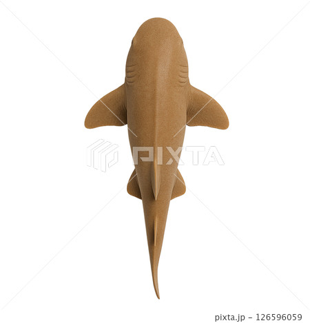 ナースシャーク標本写真（真上） 126596059