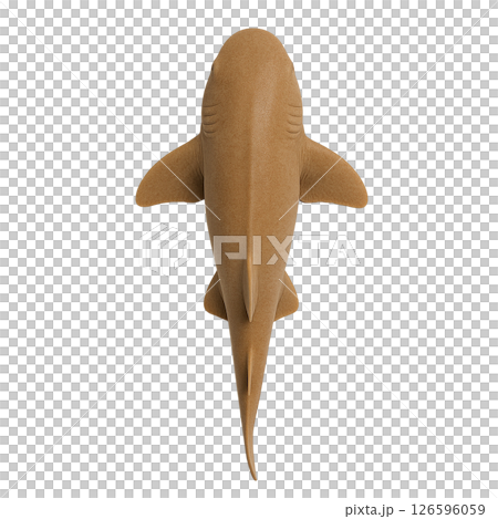 ナースシャーク標本写真（真上） 126596059