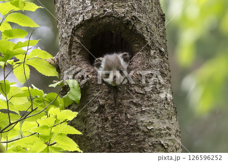あどけないムササビの子供 126596252