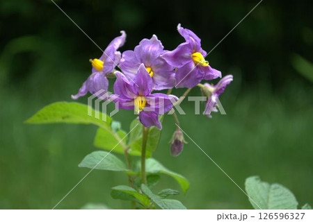 紫色のジャガイモの花 126596327