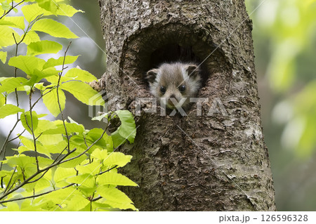 あどけないムササビの子供 あどけないムササビの子供 126596328