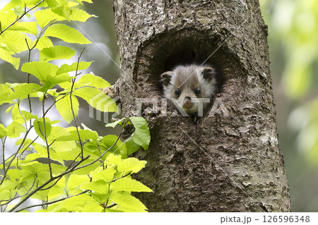 あどけないムササビの子供 あどけないムササビの子供 126596348