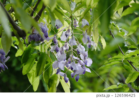 かわいい藤の花 かわいい藤の花 126596425