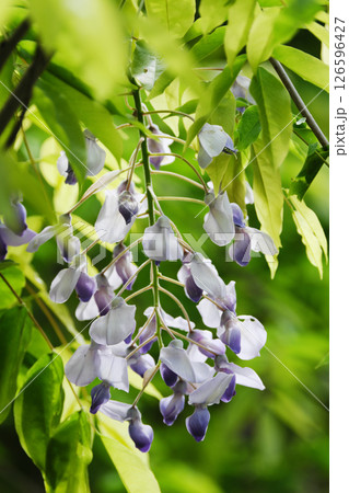 緑の中の藤の花 126596427