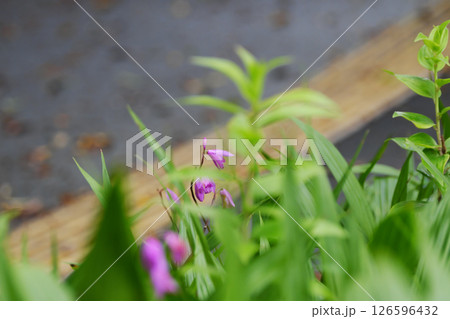 道端に咲くシラン 126596432