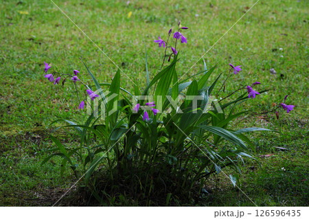 開花したシランの花 126596435