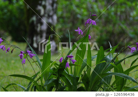春に咲くシランの花 126596436