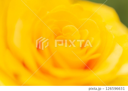 バラ・花びら 背景素材 バラ・花びら 背景素材 126596631