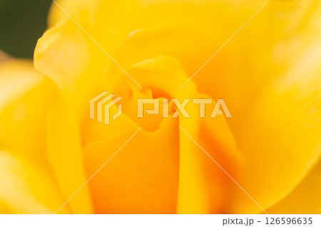 バラ・花びら 背景素材 126596635