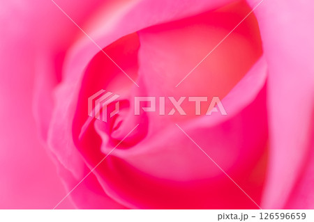 バラ・花びら 背景素材 126596659