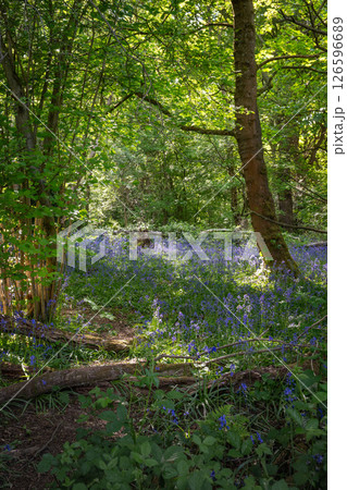 Bluebells (Hyacinthoides non-scripta) in woodland with sunlight filtering through the trees. Beautiful springtime nature scene near Farleigh in Surrey, UK Bluebells (Hyacinthoides non-scripta) in woodland with sunlight filtering through the trees. Beautiful springtime nature scene near Farleigh in Surrey, UK 126596689