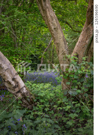 Trees and plants in woodland near Farleigh in Surrey, UK. Beautiful springtime nature scene with bluebells in the background. 126596690