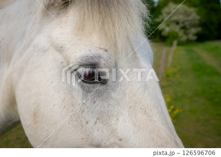 Close up of the head of a gray horse in a field showing eye Close up of the head of a gray horse in a field showing eye 126596706