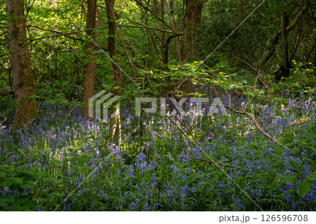 Bluebells (Hyacinthoides non-scripta) in woodland with sunlight filtering through the trees. Beautiful springtime nature scene near Farleigh in Surrey, UK 126596708