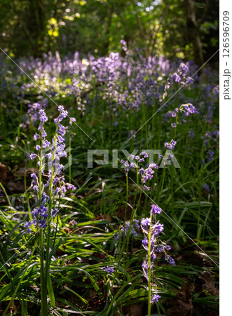 Close up of bluebells (Hyacinthoides non-scripta) in woodland with sunlight filtering through the trees. Beautiful springtime nature scene near Farleigh in Surrey, UK 126596709