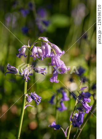 Close up of bluebells (Hyacinthoides non-scripta) in woodland with sunlight filtering through the trees. Beautiful springtime nature scene near Farleigh in Surrey, UK 126596710