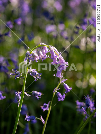 Close up of bluebells (Hyacinthoides non-scripta) in woodland with sunlight filtering through the trees. Beautiful springtime nature scene near Farleigh in Surrey, UK 126596711