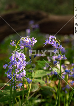 Close up of bluebells (Hyacinthoides non-scripta) in woodland with sunlight filtering through the trees. Beautiful springtime nature scene near Farleigh in Surrey, UK 126596713