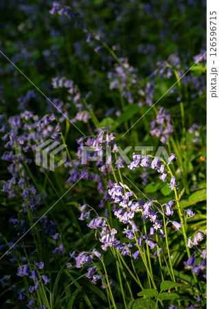 Bluebells (Hyacinthoides non-scripta) in the English countryside. Beautiful springtime nature scene near Farleigh in Surrey, UK Bluebells (Hyacinthoides non-scripta) in the English countryside. Beautiful springtime nature scene near Farleigh in Surrey, UK 126596715