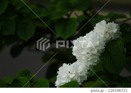 かわいいオオデマリ 126596721