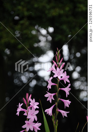 春のワトソニア 春のワトソニア 126596731