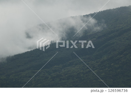 霧が出る森の展望 霧が出る森の展望 126596736