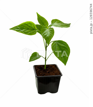 Seedlings pepper.  Young paprika plant sprout in a pot. 126596744