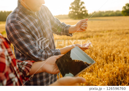 Two farmers check the quality of wheat using a tablet. Smart farm. Agriculture, business concept. Two farmers check the quality of wheat using a tablet. Smart farm. Agriculture, business concept. 126596760