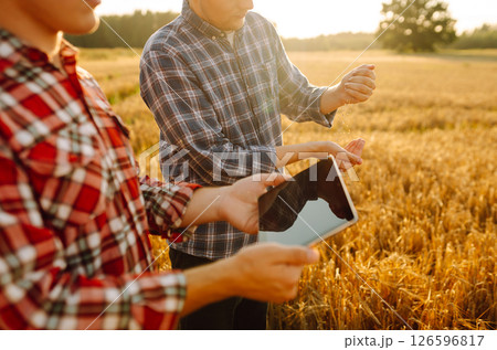 Two farmers check the quality of wheat using a tablet. Smart farm. Agriculture, business concept. 126596817