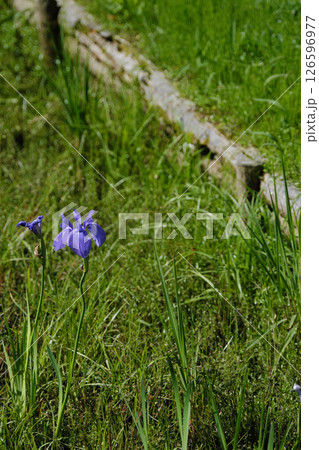 自然の中の花菖蒲 126596977