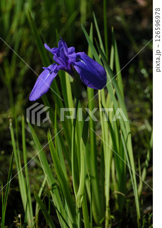 綺麗な花菖蒲の春の花 綺麗な花菖蒲の春の花 126596978