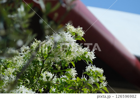 かわいいナンジャモンジャの花 126596982