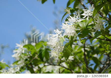 白く綺麗なナンジャモンジャの花 126596984