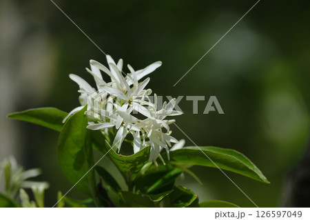 かわいいナンジャモンジャの白い花 126597049