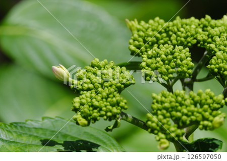 かわいい紫陽花の蕾 126597050