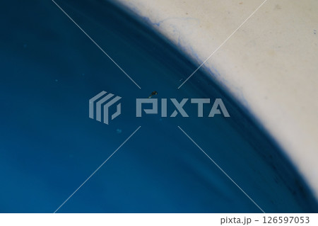 誕生したメダカの稚魚 誕生したメダカの稚魚 126597053