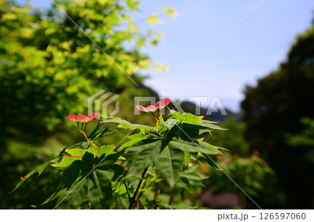 新緑のもみじの花 新緑のもみじの花 126597060