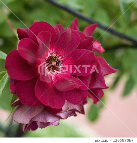 バーガンディアイスバーグ　紫のバラ 126597067