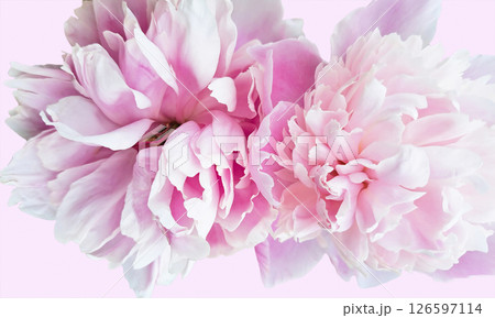 Pink Background of two pink peonies. Mobile photo, for greeting card or banner 126597114