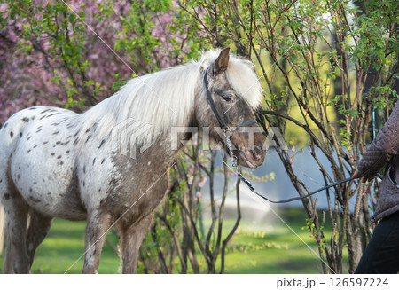 portrait of cute chocolate appaloosa pony posing against blossoming almond bush. at evening portrait of cute chocolate appaloosa pony posing against blossoming almond bush. at evening 126597224