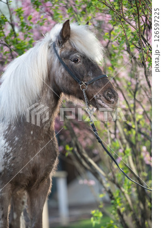 portrait of cute chocolate appaloosa pony posing against blossoming almond bush. at evening portrait of cute chocolate appaloosa pony posing against blossoming almond bush. at evening 126597225