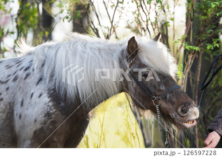 portrait of  cute chocolate appaloosa pony posing against nice garden. sunny at evening 126597228