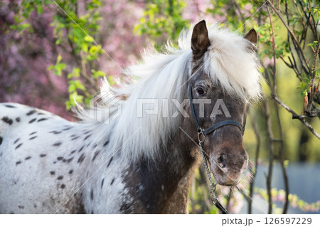 portrait of  cute chocolate appaloosa pony posing against blossoming almond bush. at evening 126597229