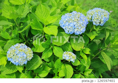 アジサイの手毬咲きの花 アジサイの手毬咲きの花 126597401