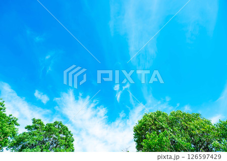 青空と雲と木立 126597429