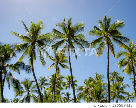 青空に映えるヤシの木 126597435