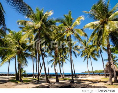 青空に映えるヤシの木 126597436